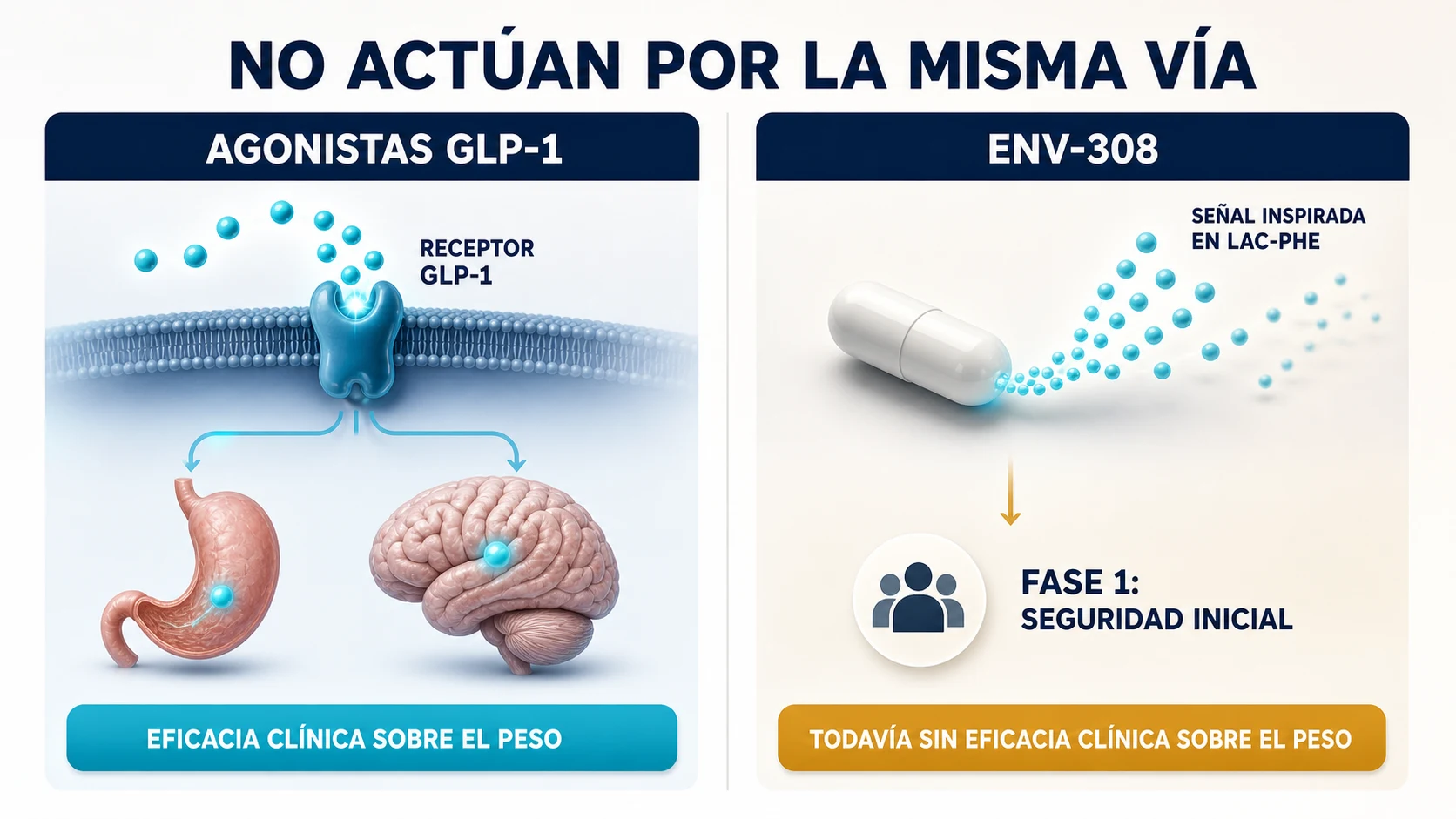 Diferencias entre la vía de ENV-308 y la de los agonistas GLP-1