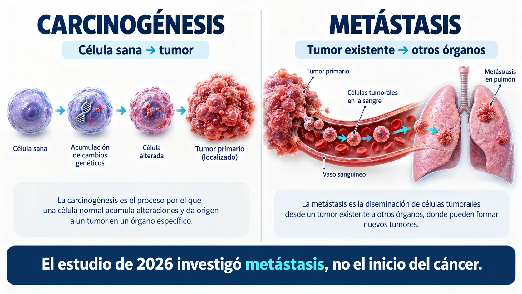 Comparativa entre carcinogénesis y metástasis que distingue el inicio de un tumor de su propagación a otros órganos