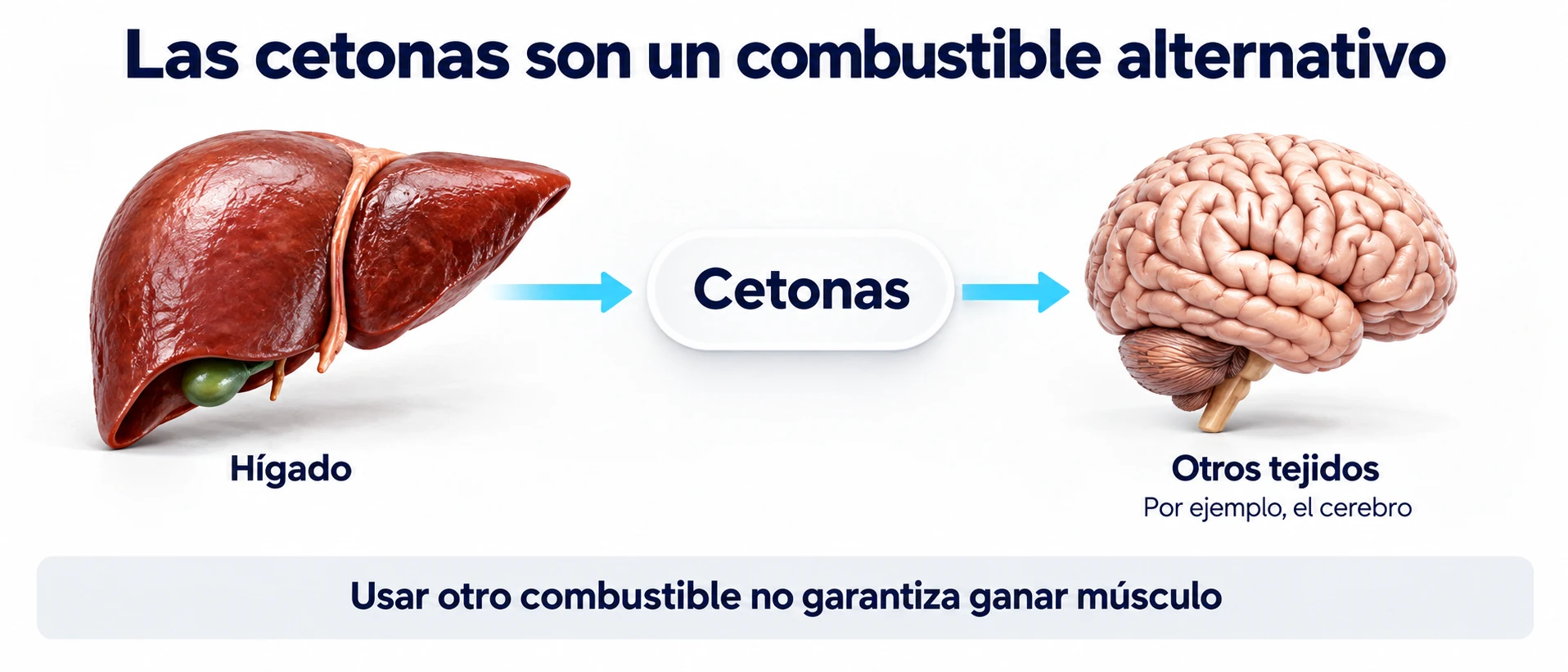 El hígado produce cetonas que otros tejidos pueden utilizar como fuente de energía.