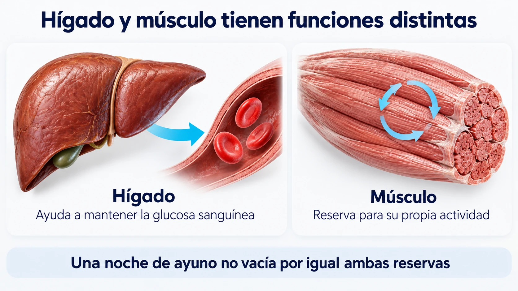 El hígado ayuda a sostener la glucosa sanguínea; el glucógeno muscular sirve principalmente al propio músculo.