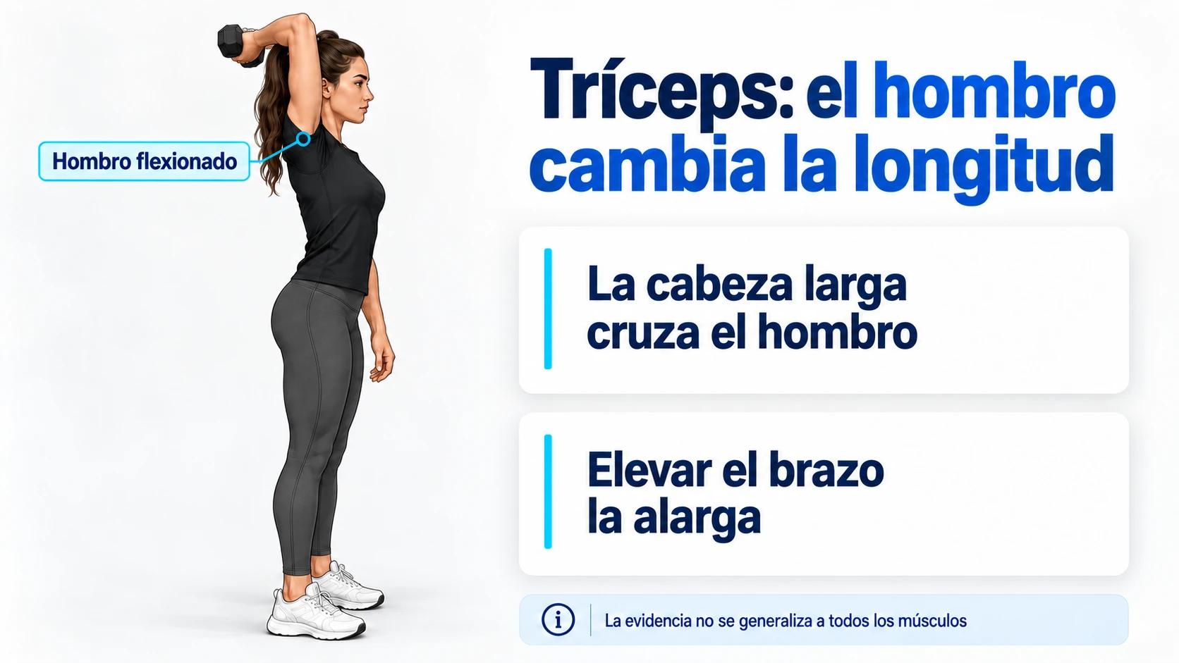Elevar el brazo alarga la cabeza larga del tríceps; no todas las cabezas cruzan el hombro.
