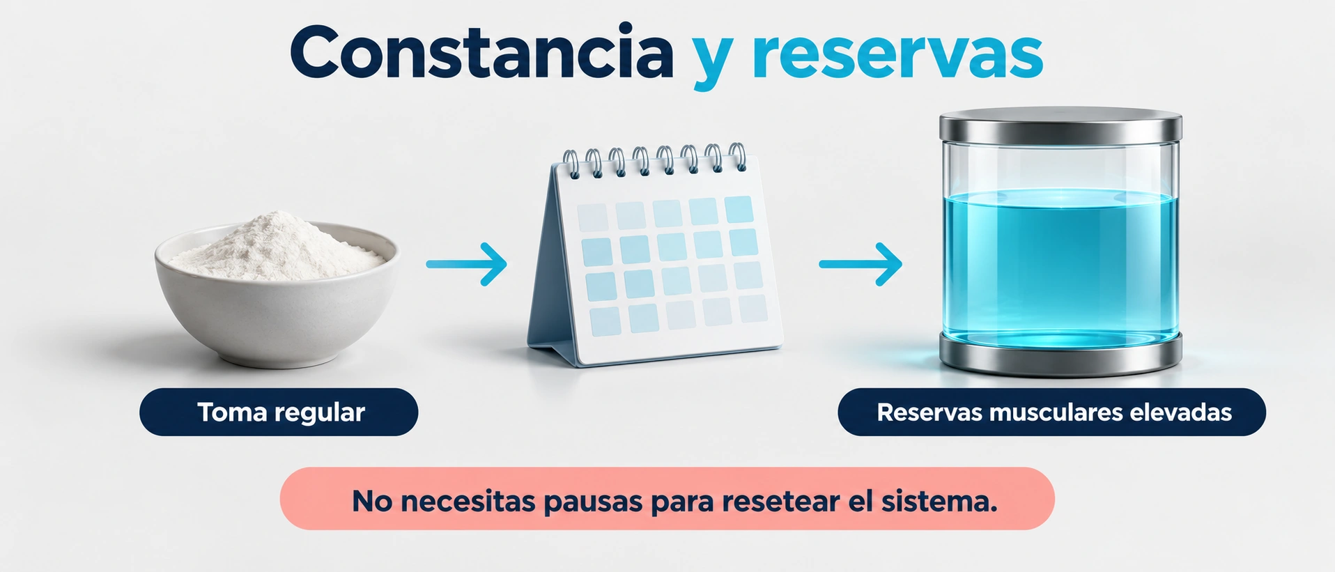La toma regular ayuda a mantener elevadas las reservas musculares sin exigir pausas para reiniciar su eficacia.