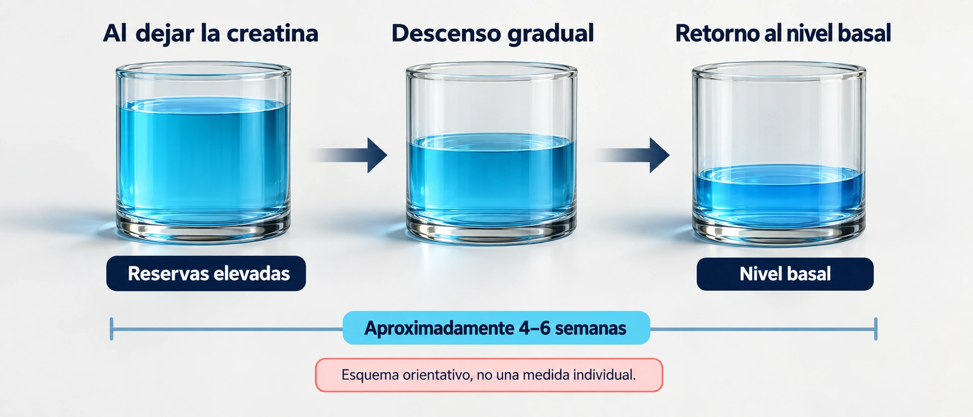 Al dejar la creatina, las reservas musculares regresan gradualmente hacia su nivel basal, habitualmente en unas cuatro a seis semanas.
