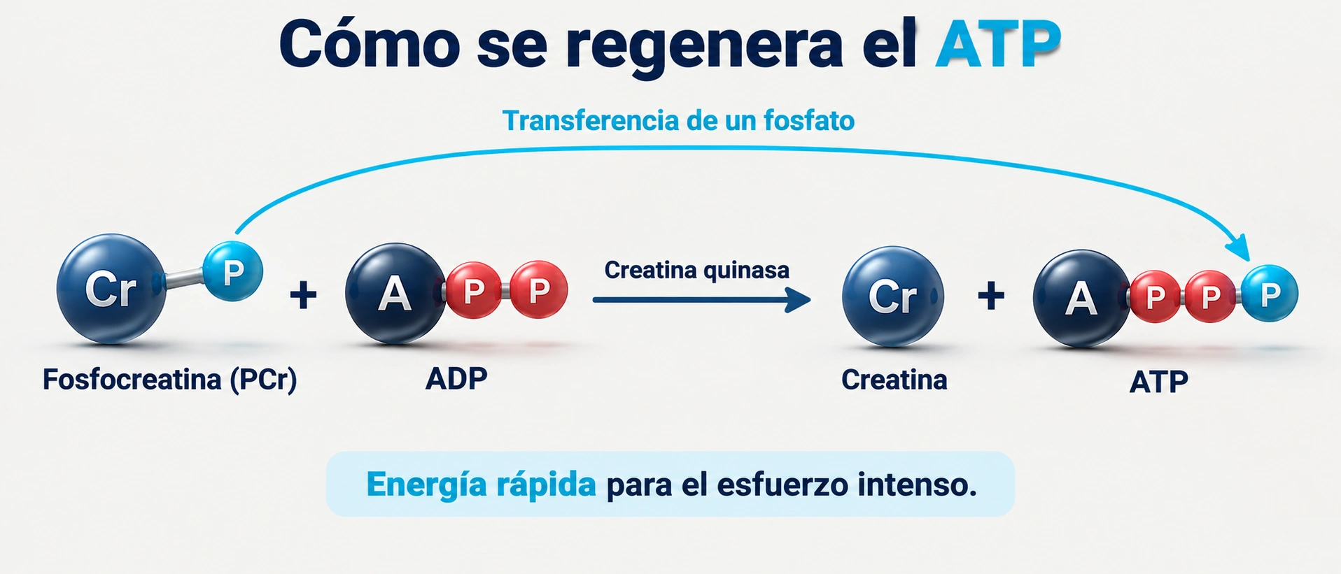 La fosfocreatina cede un fosfato al ADP para regenerar ATP mediante la creatina quinasa.