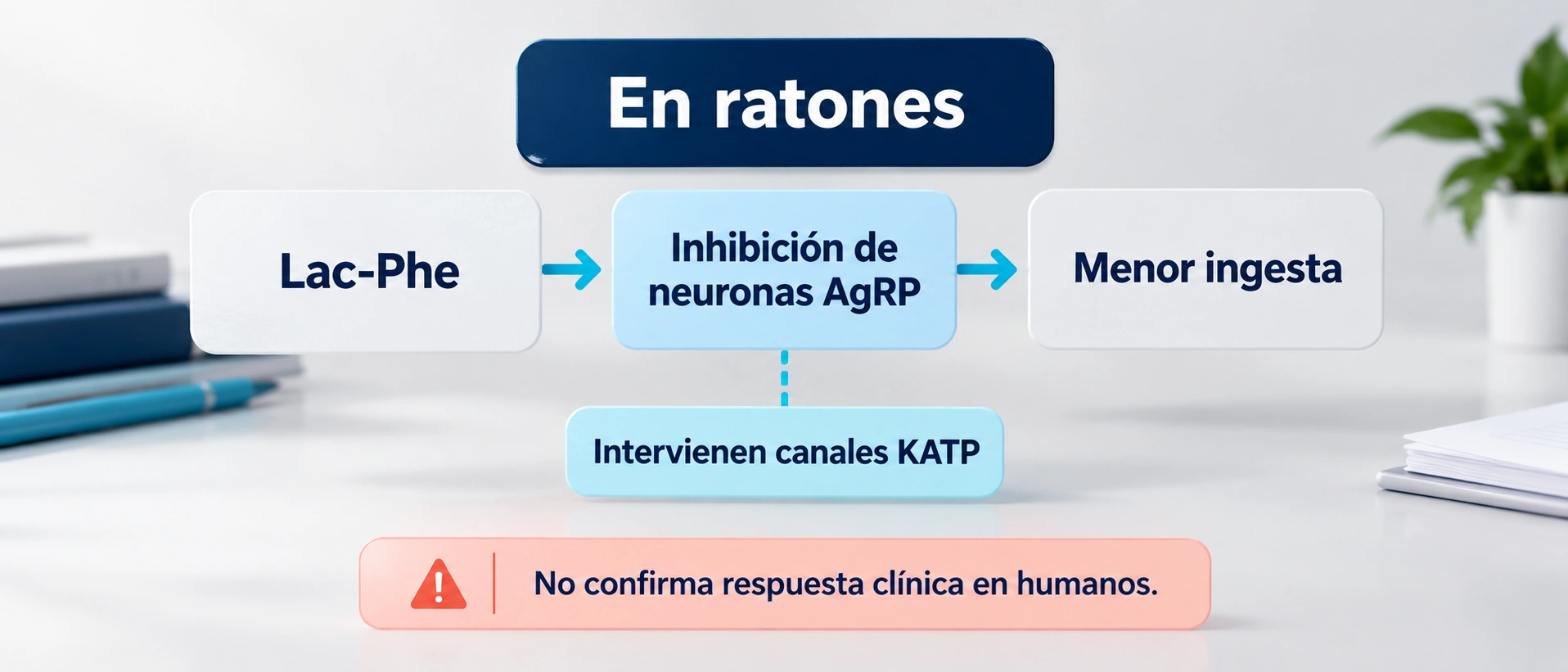 La inhibición de neuronas AgRP y la participación de canales KATP se han estudiado en ratones