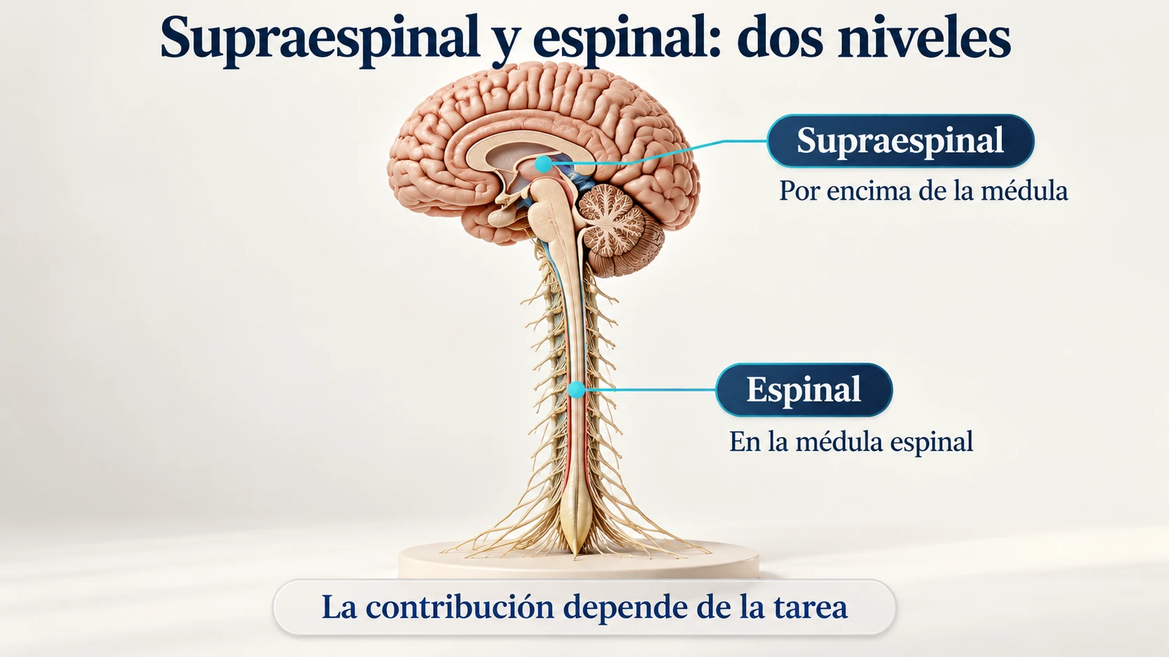 Localización de las contribuciones supraespinales y espinales a la fatiga en el sistema nervioso central.