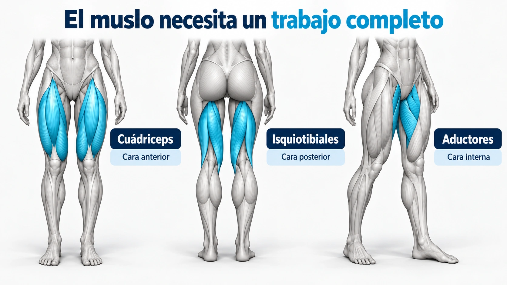 Ubicación de cuádriceps en la cara anterior, isquiotibiales en la posterior y aductores en la cara interna del muslo