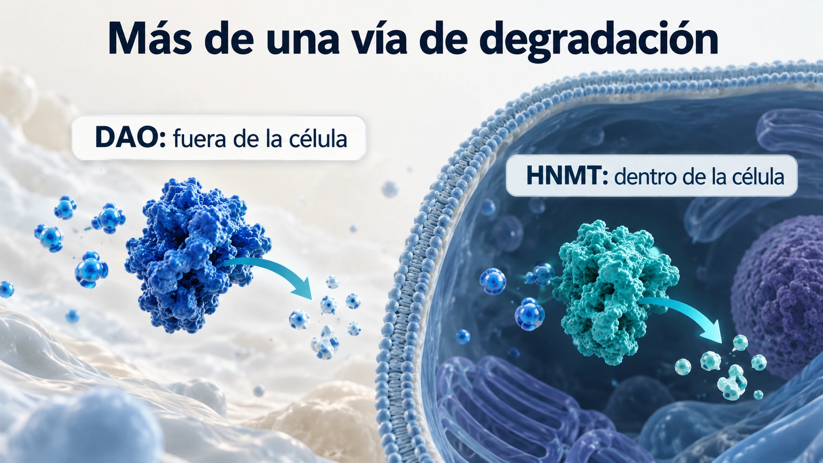 La DAO participa en la degradación extracelular y la HNMT actúa dentro de las células; una sola enzima no explica todo el cuadro.