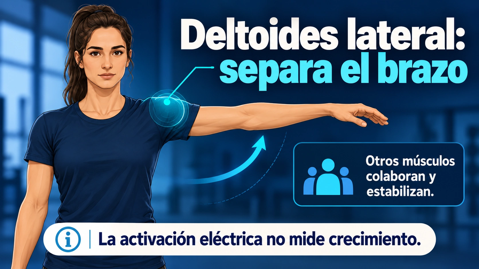 El deltoides lateral participa en la separación del brazo y otros músculos colaboran