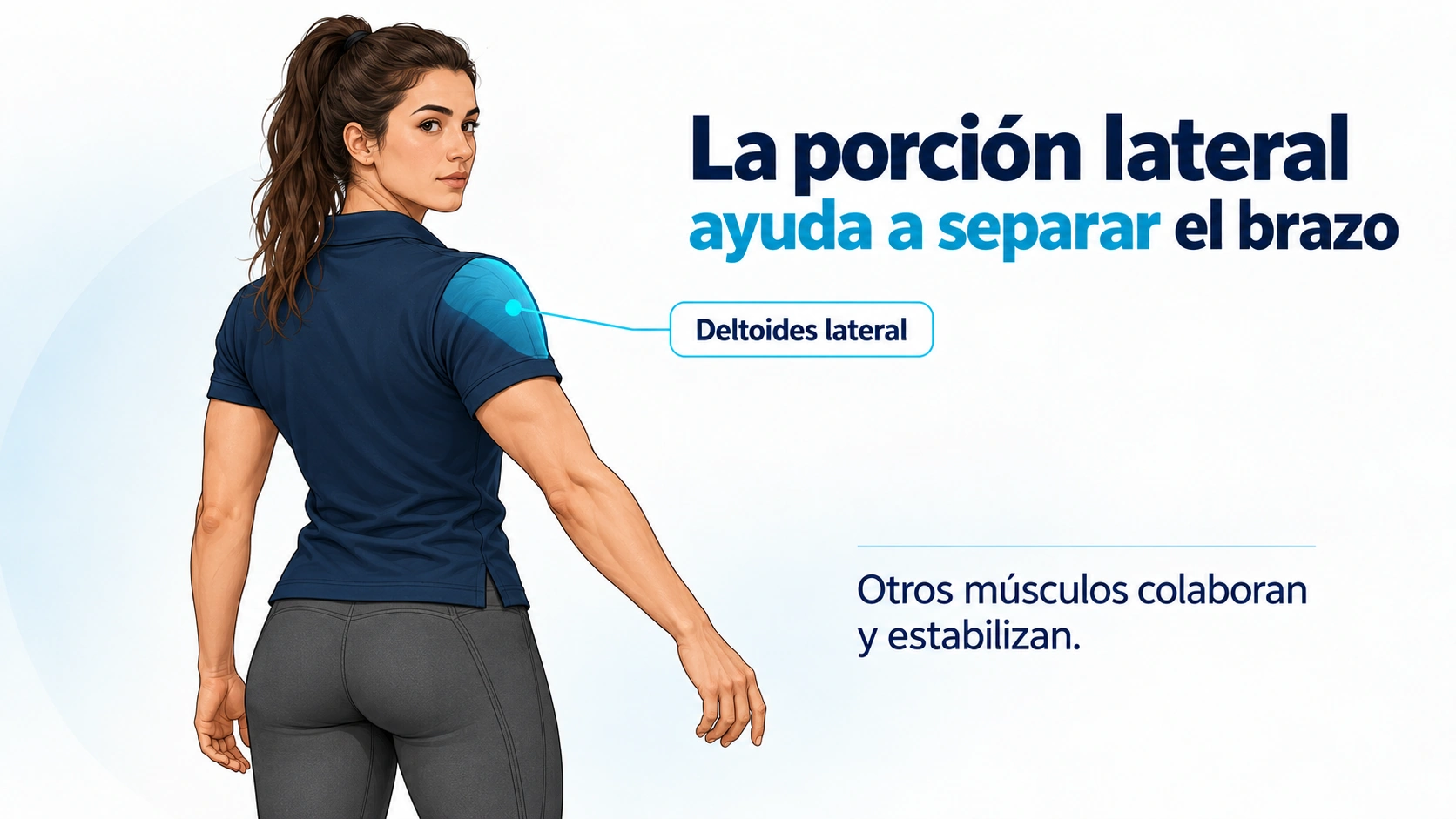 Localización de la porción lateral del deltoides que participa en la abducción del hombro