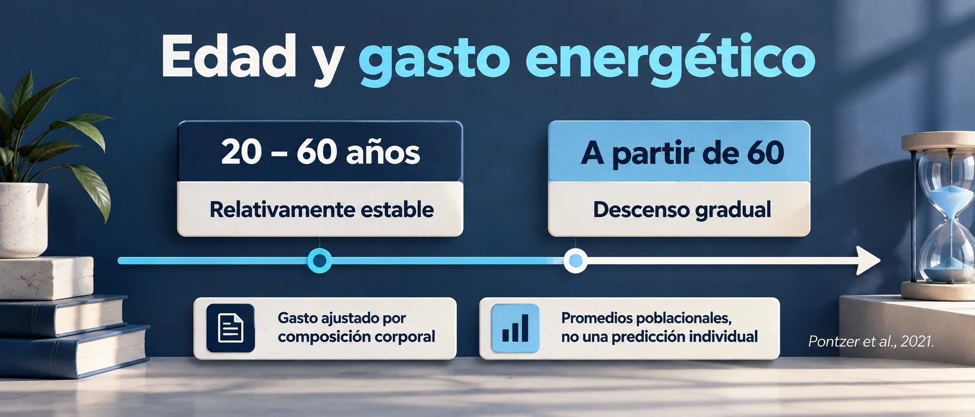 Patrón poblacional del gasto ajustado por composición corporal: estabilidad aproximada entre 20 y 60 años y descenso posterior.