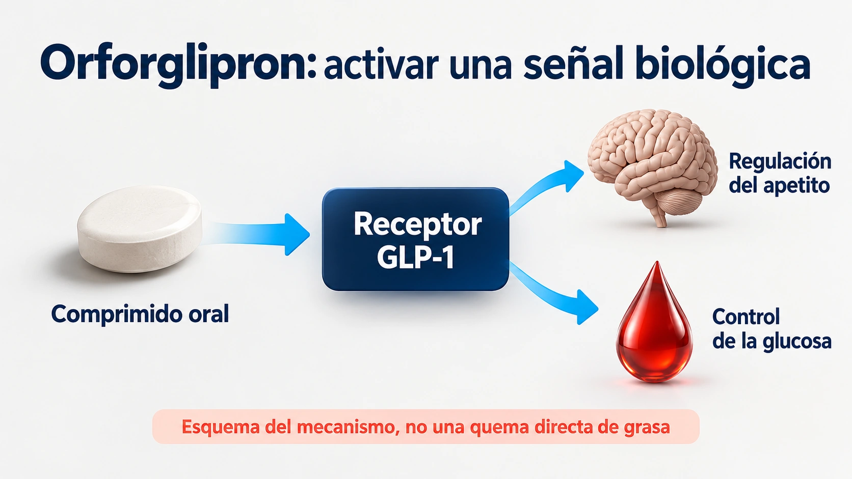 Orforglipron activa el receptor GLP-1 y actúa sobre señales de apetito y control de glucosa
