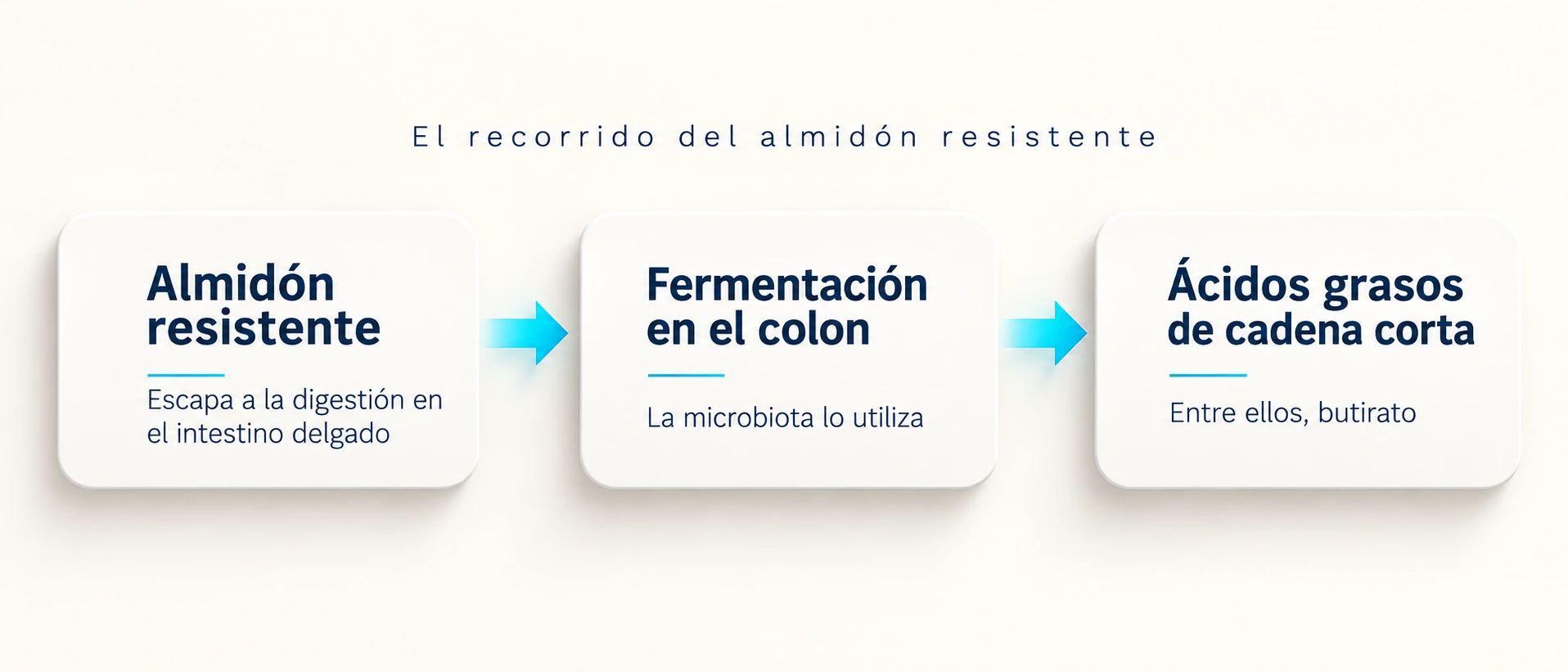 Esquema del almidón resistente que llega al colon y es fermentado por la microbiota.