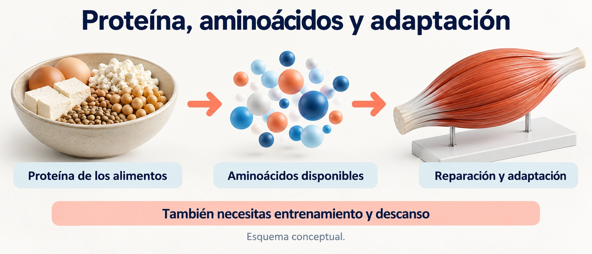 La digestión de proteínas aporta aminoácidos que el organismo utiliza para reparar y adaptar tejidos