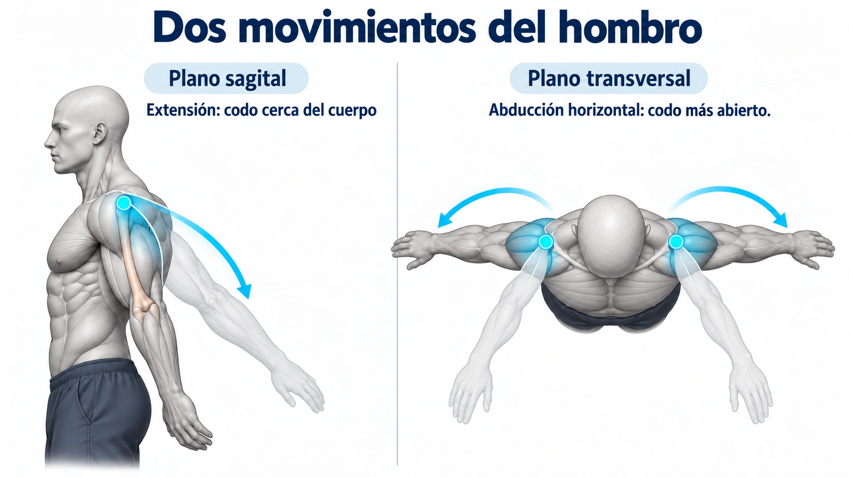 Distinguir extensión del hombro y abducción horizontal.