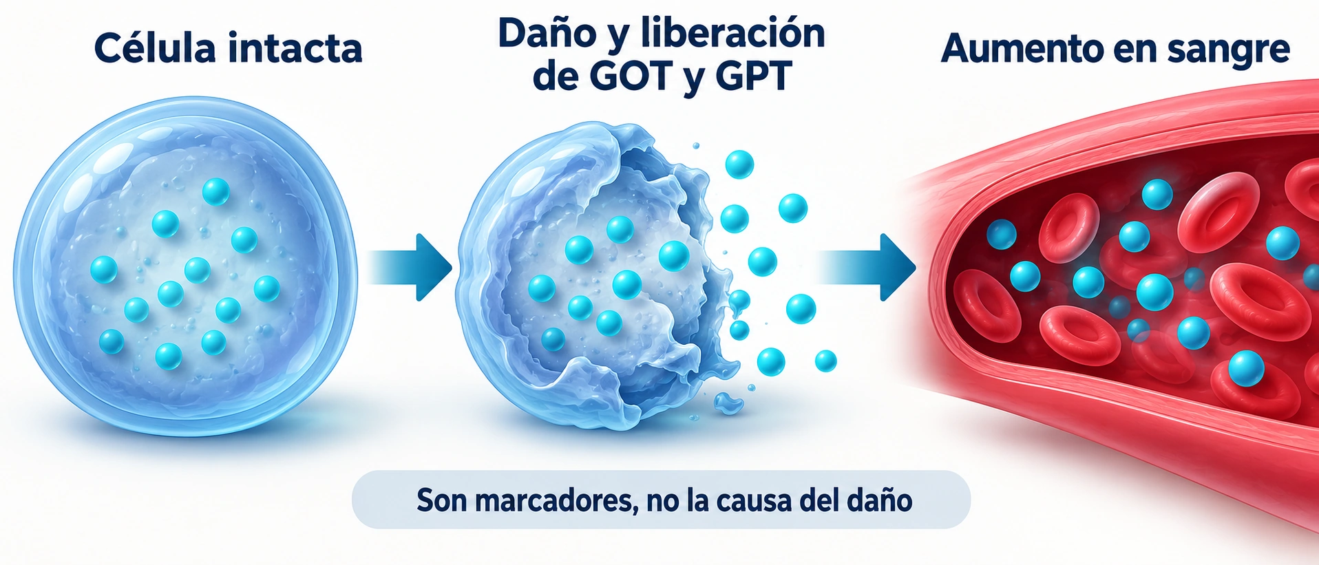 El daño celular puede liberar GOT y GPT a la sangre sin identificar por sí solo su causa